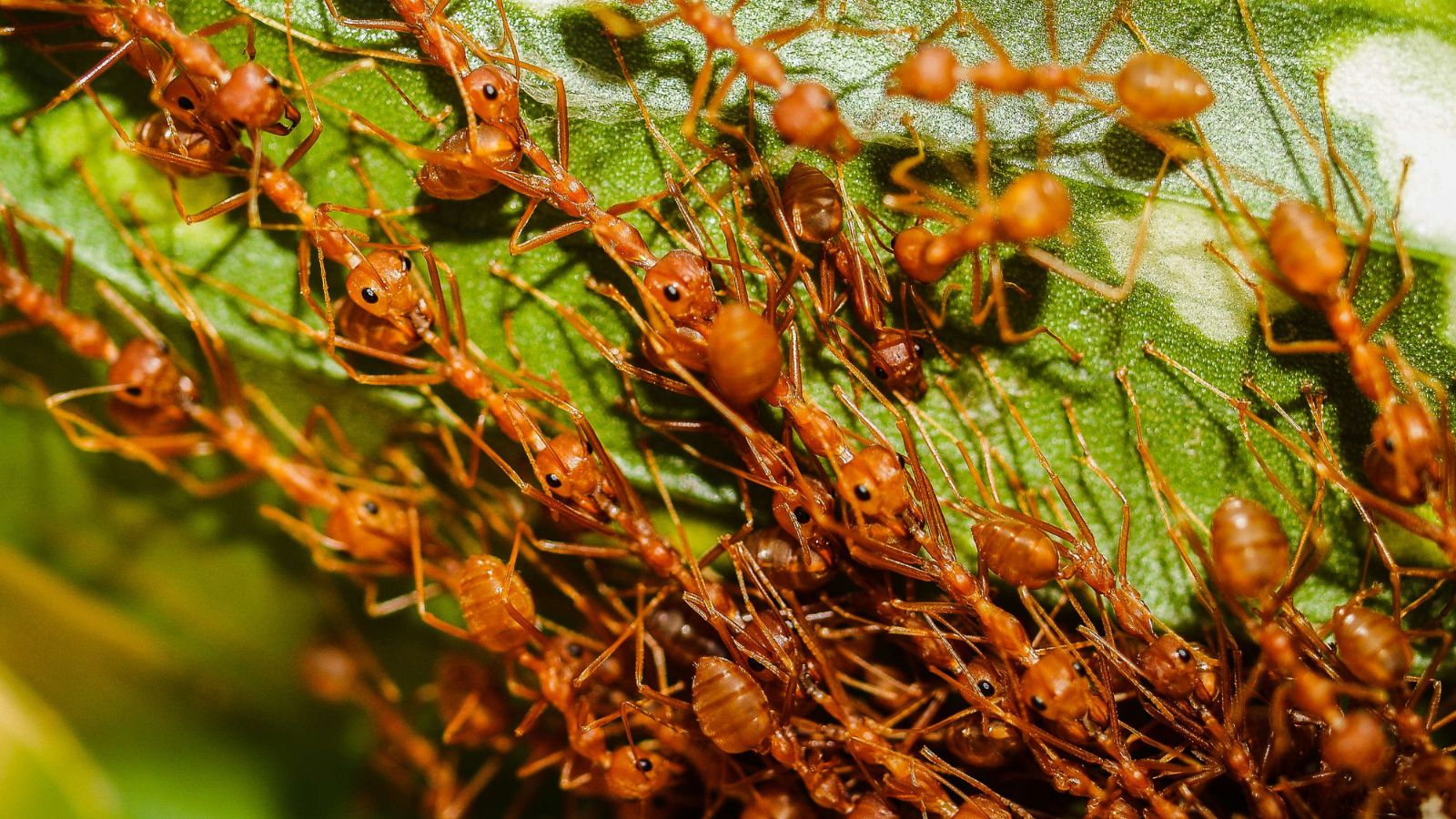 What attracts fire ants to your yard and how can you fix it? Tayloe's