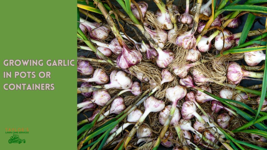 garlic