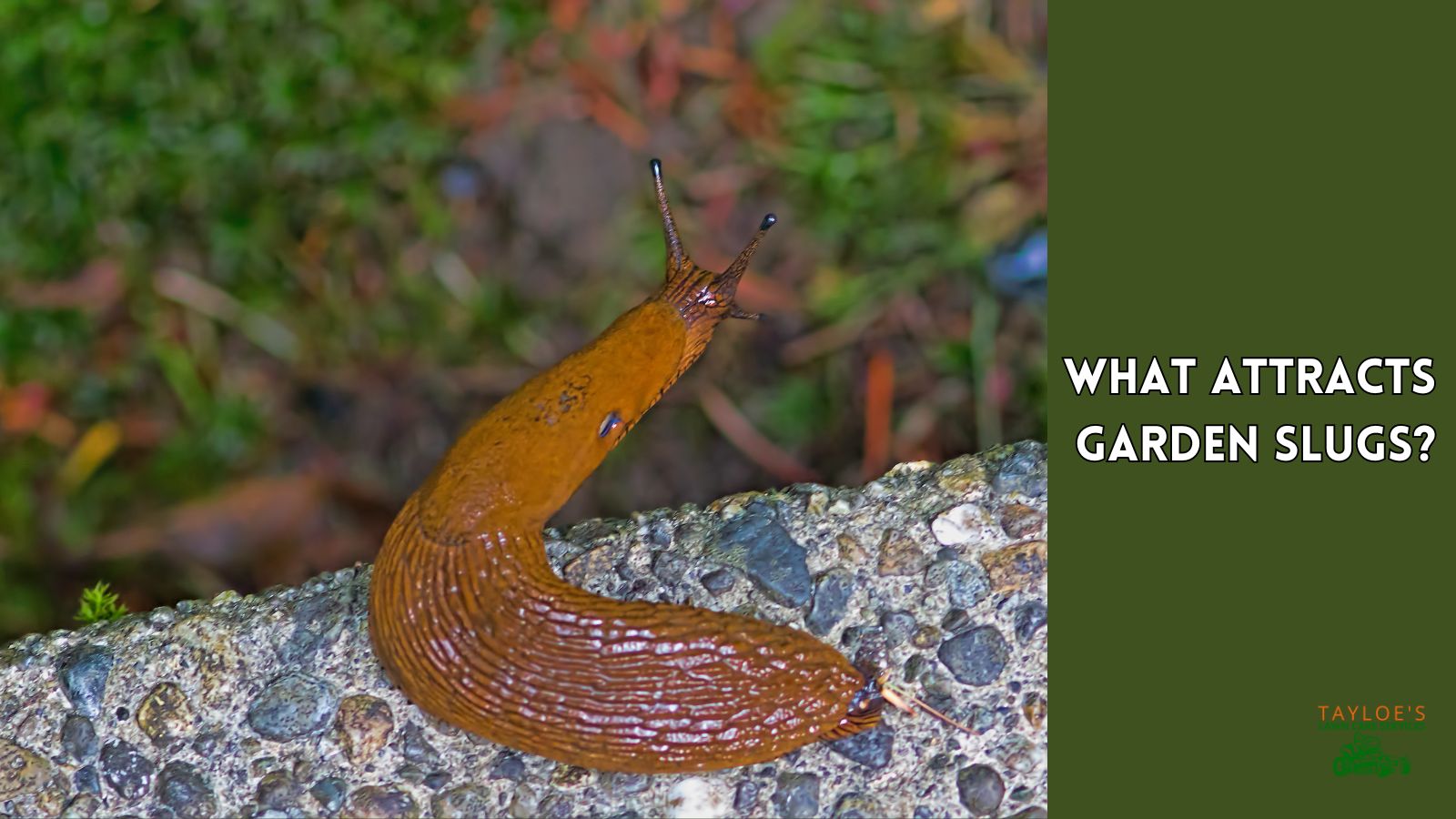 Garden Slugs Winning strategies for a slugfree garden and lawn