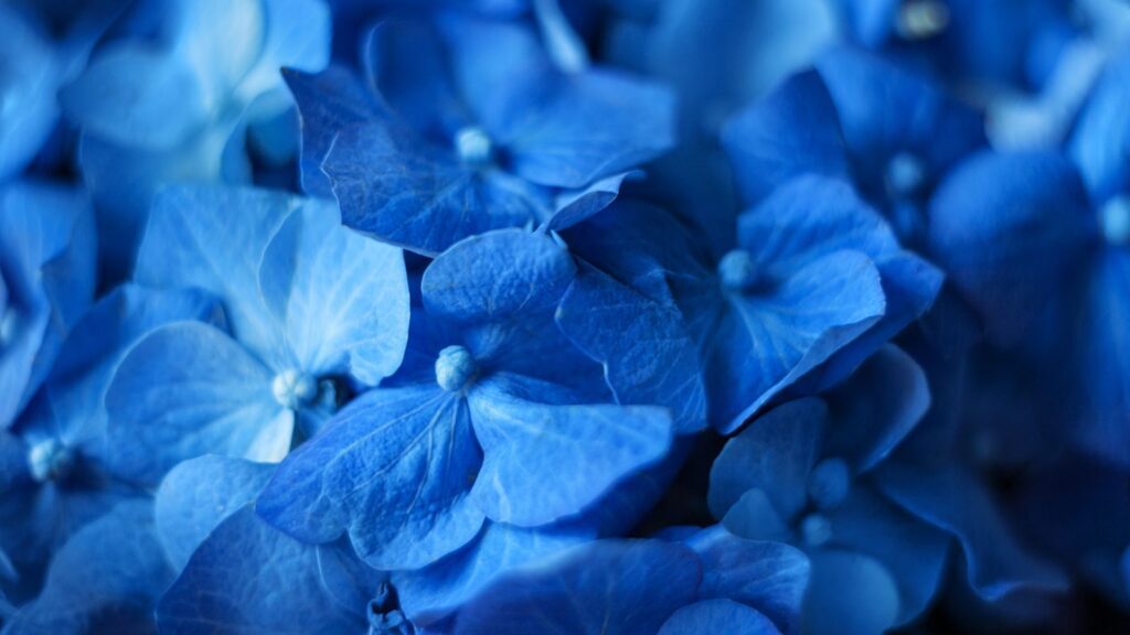 blue flowers