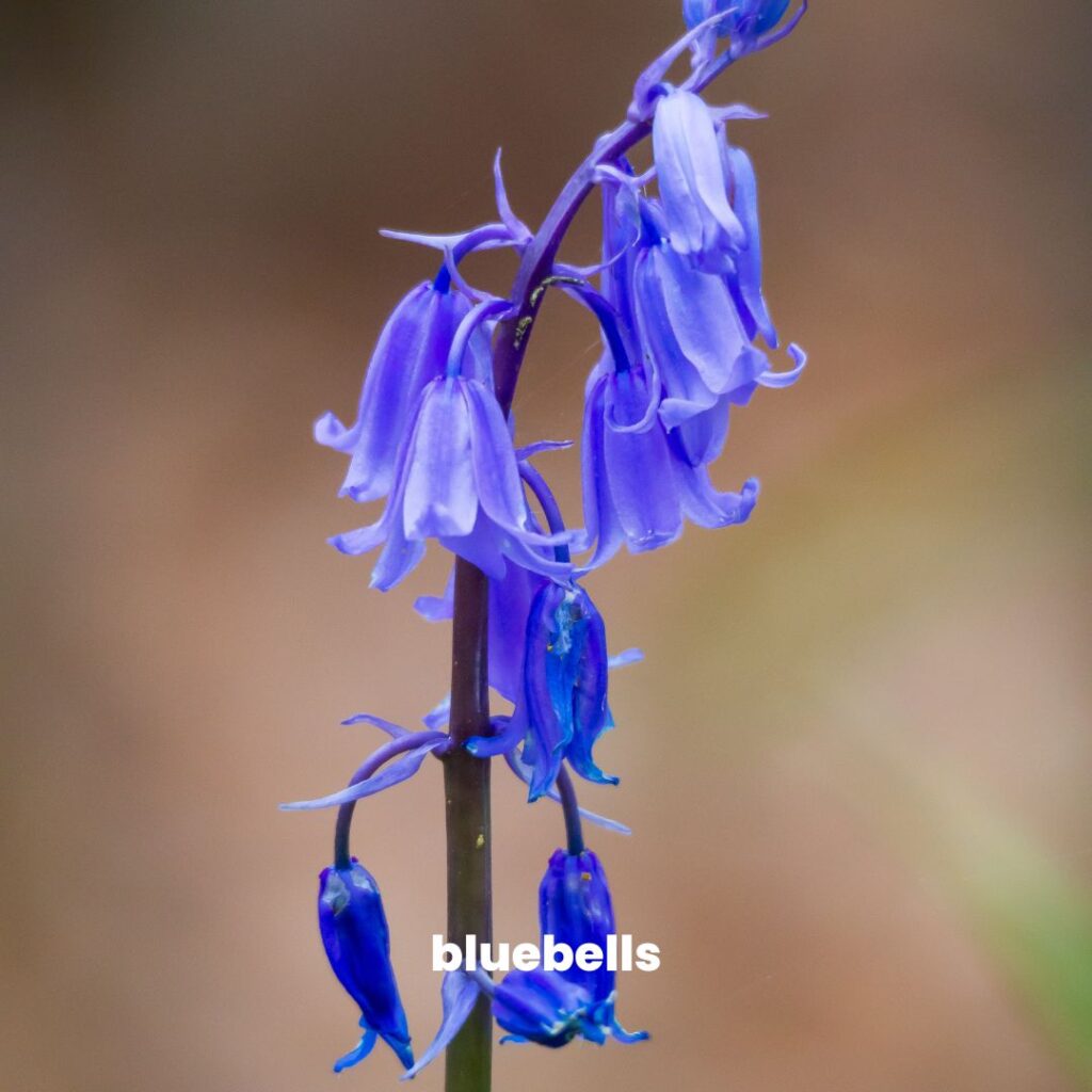 bluebells