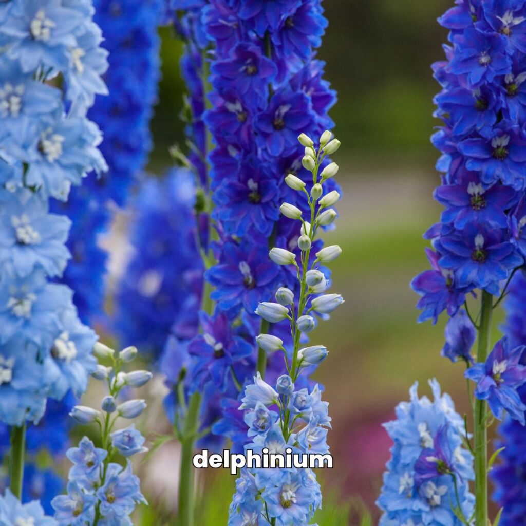 blue flowers delphinium