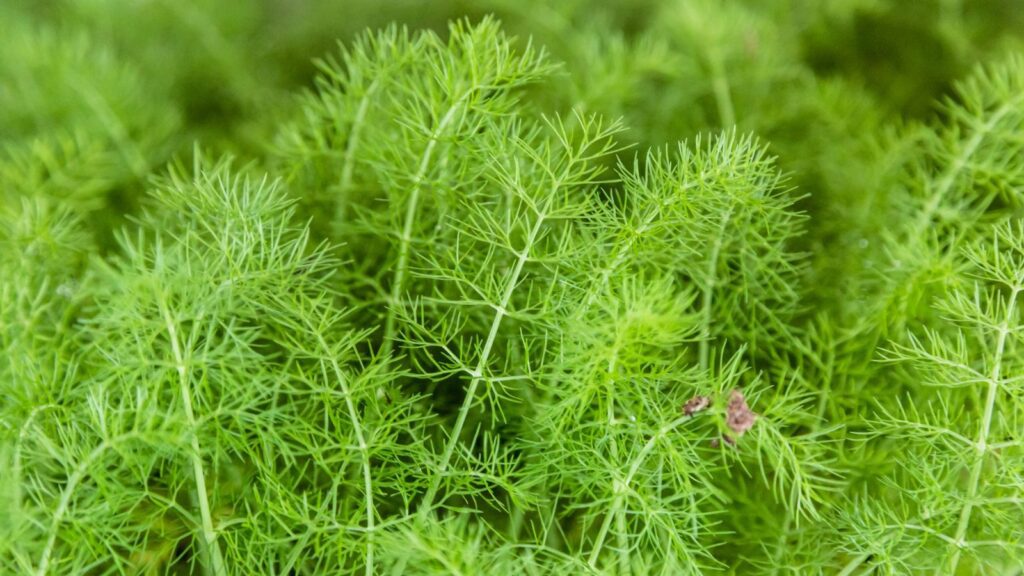 perennial herbs fennel