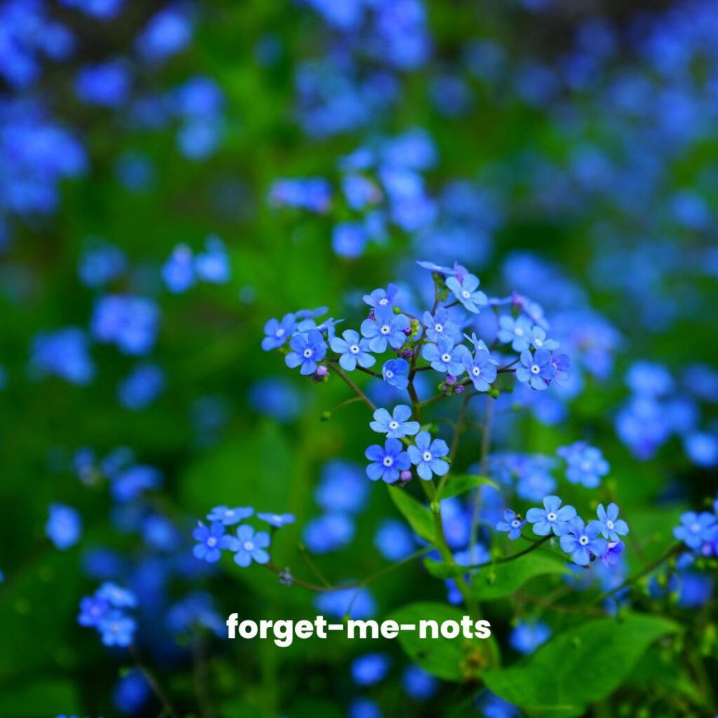 forget-me-not