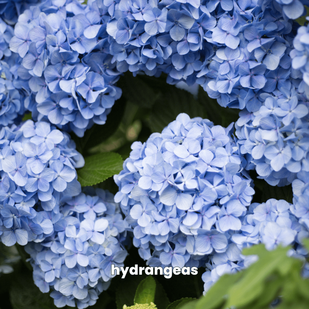 blue flowers hydrangea