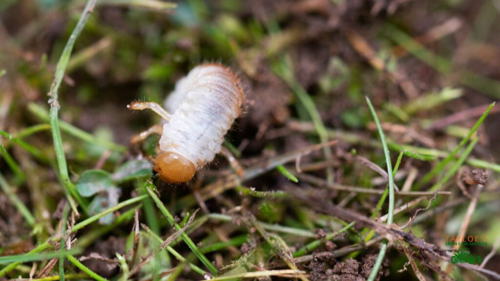 lawn grubs