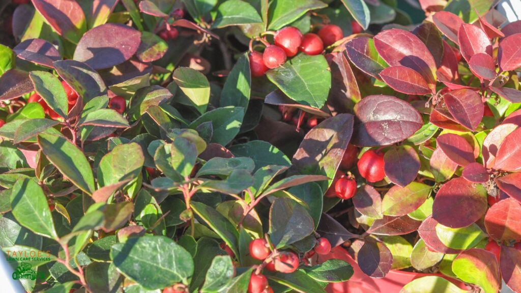 nandina heavenly bamboo