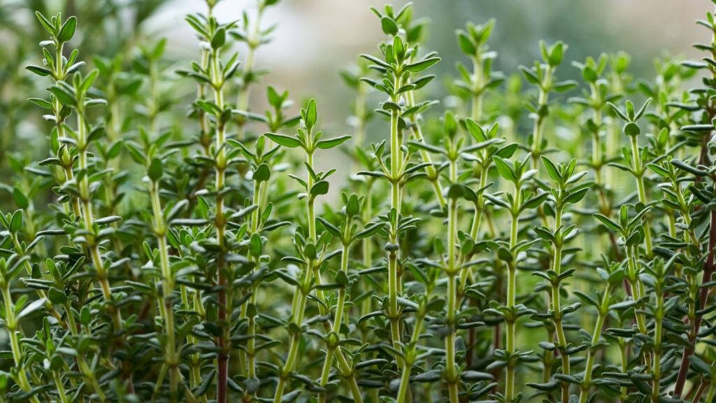 thyme perennial herbs