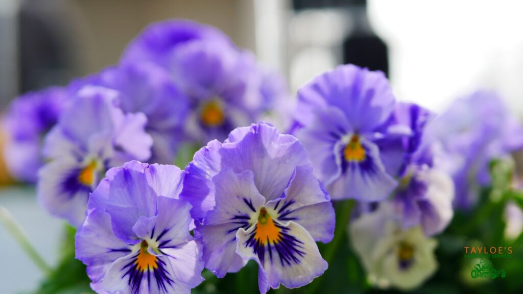 march gardening: purple pansies