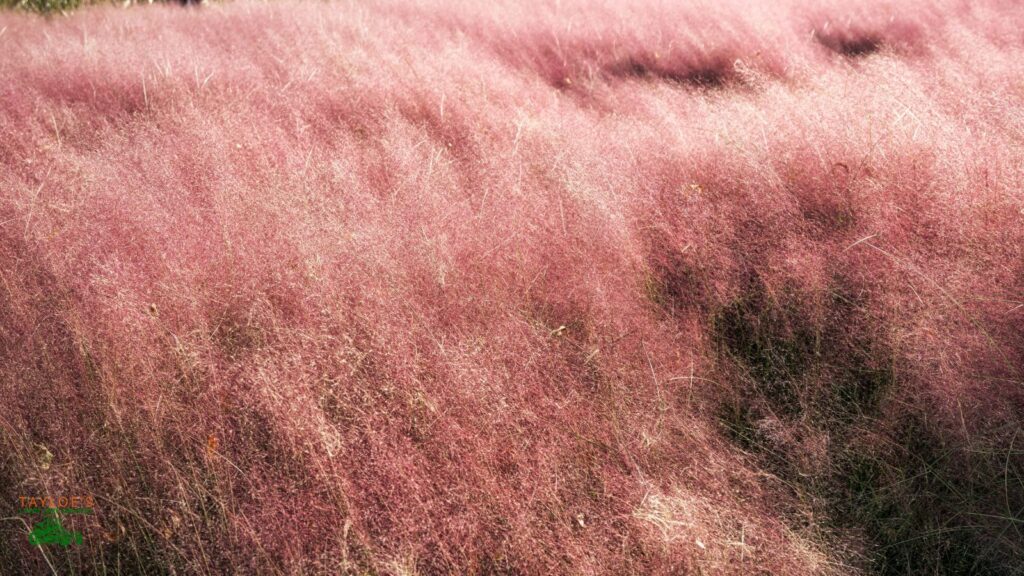 drought-tolerant perennial garden - pink muhly grass