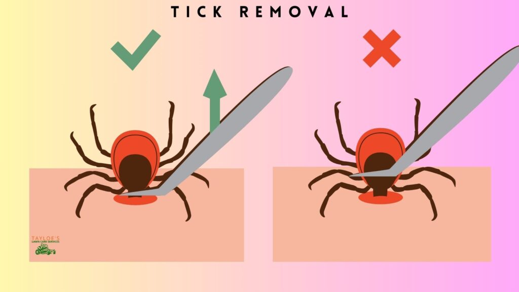 dangers of ticks removal