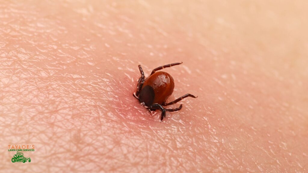 dangers of ticks