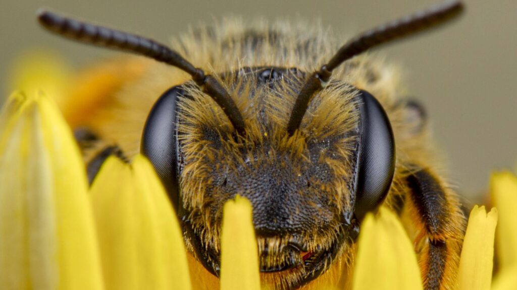 bee pollinate flowers