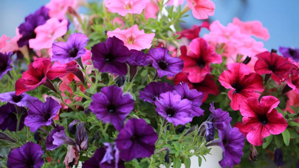 petunia annual flowers