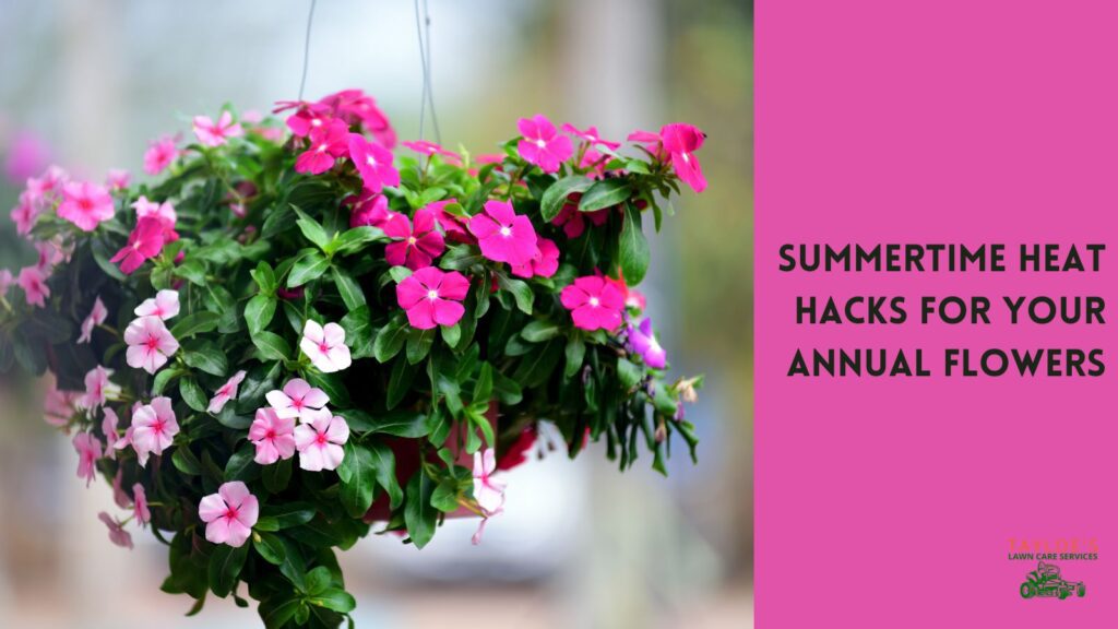 annual flowers heat hacks
