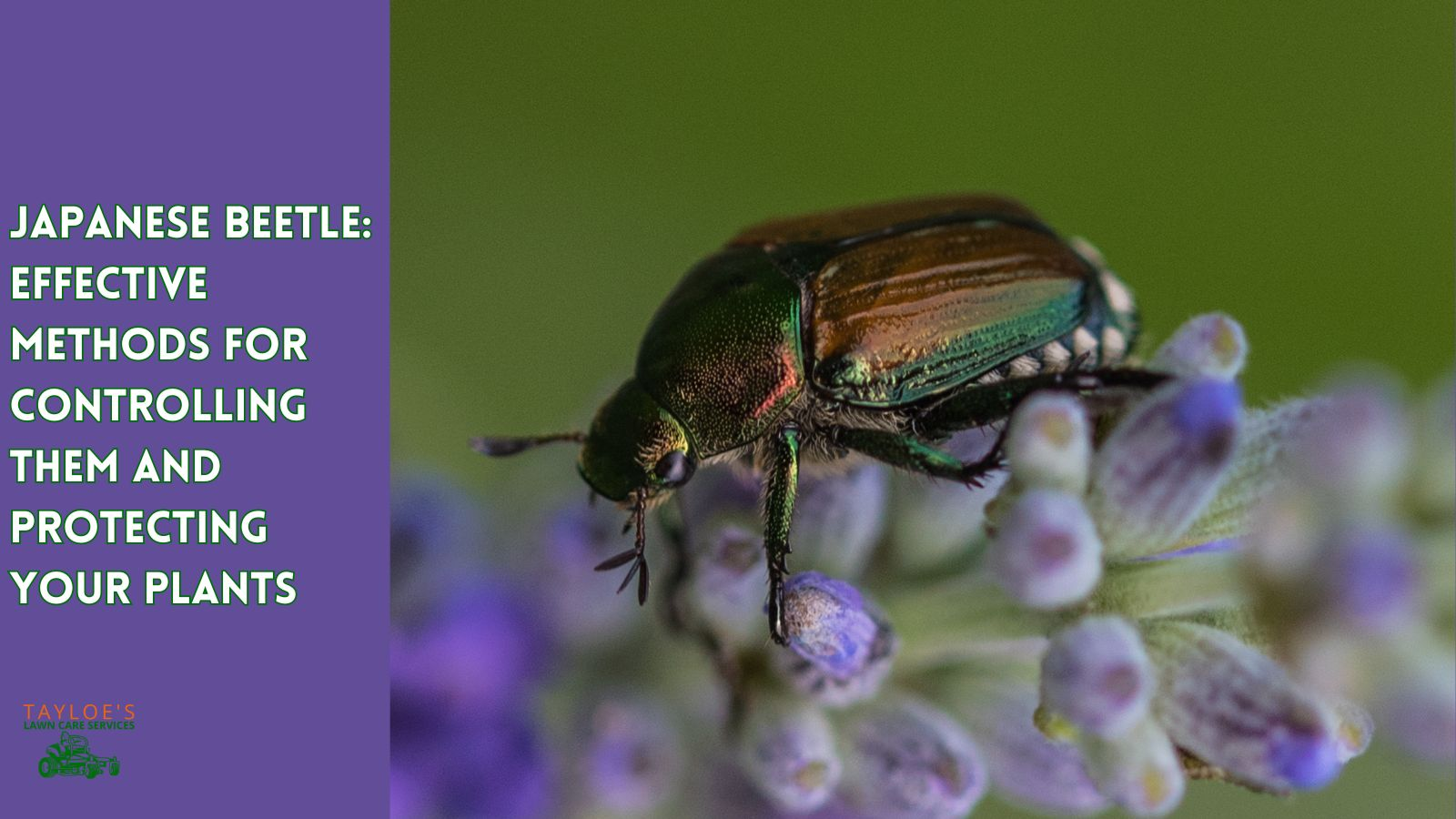 Japanese beetles: Companion planting for pest control