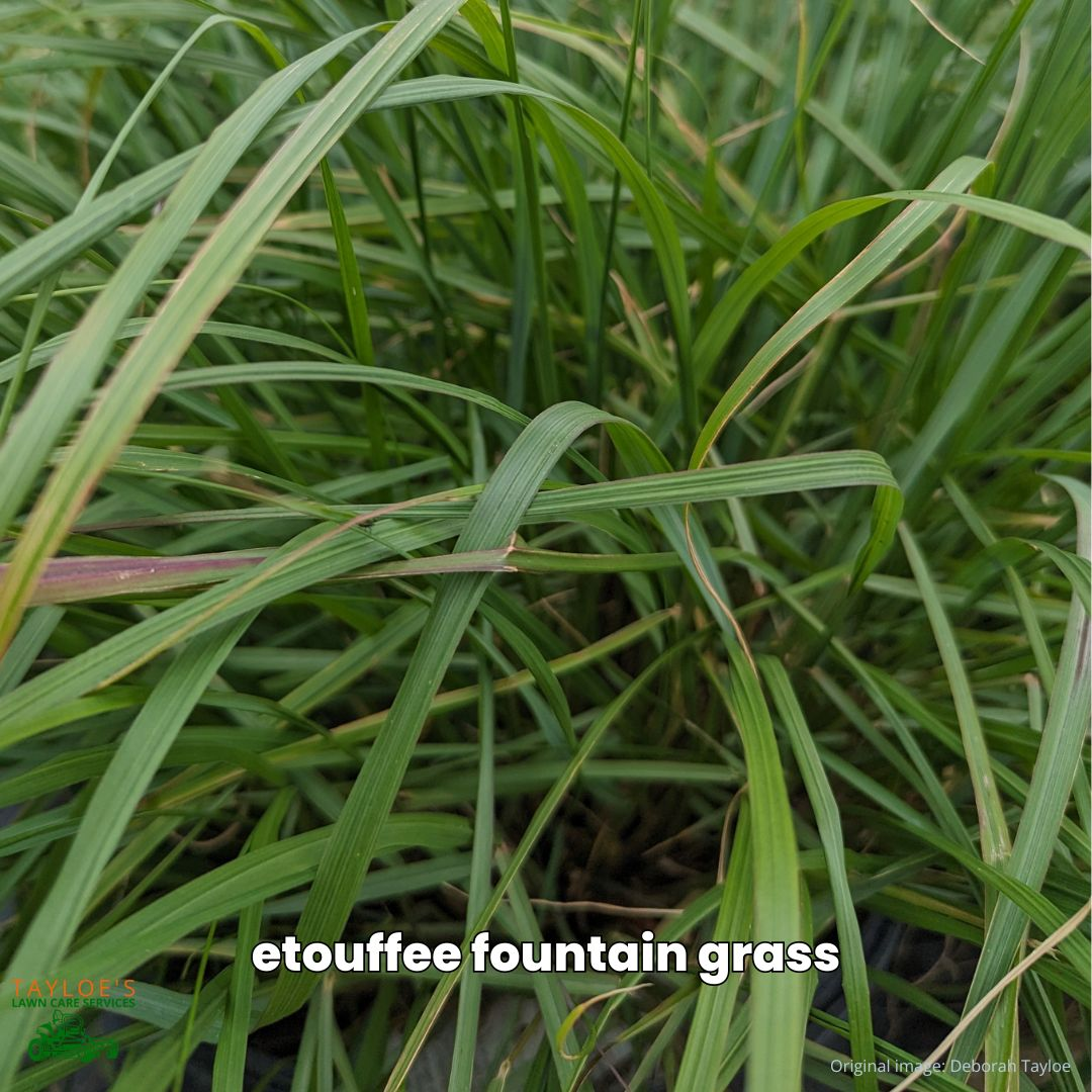 Etouffee grass does not self seed 