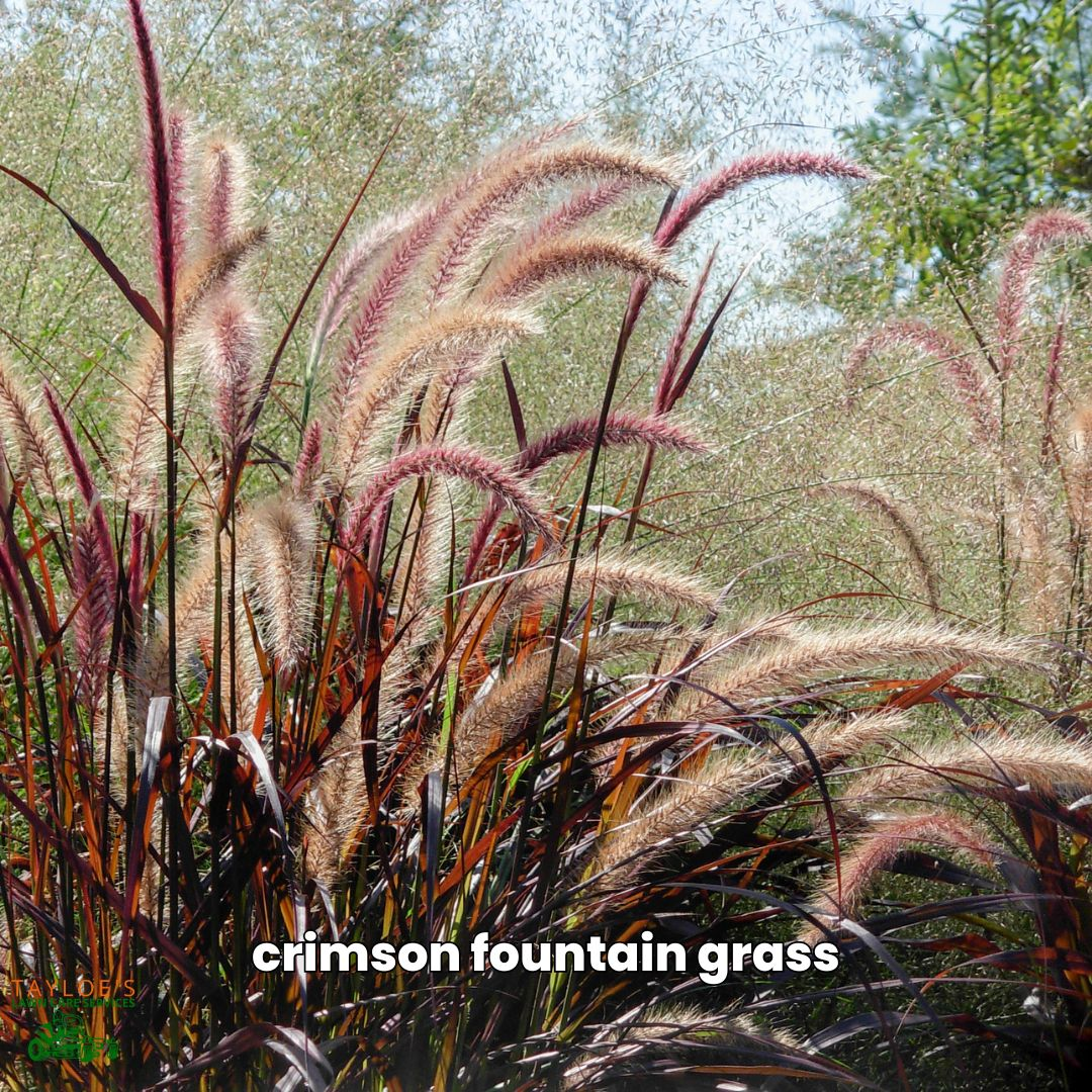 pennisetum setaceum perennial grass