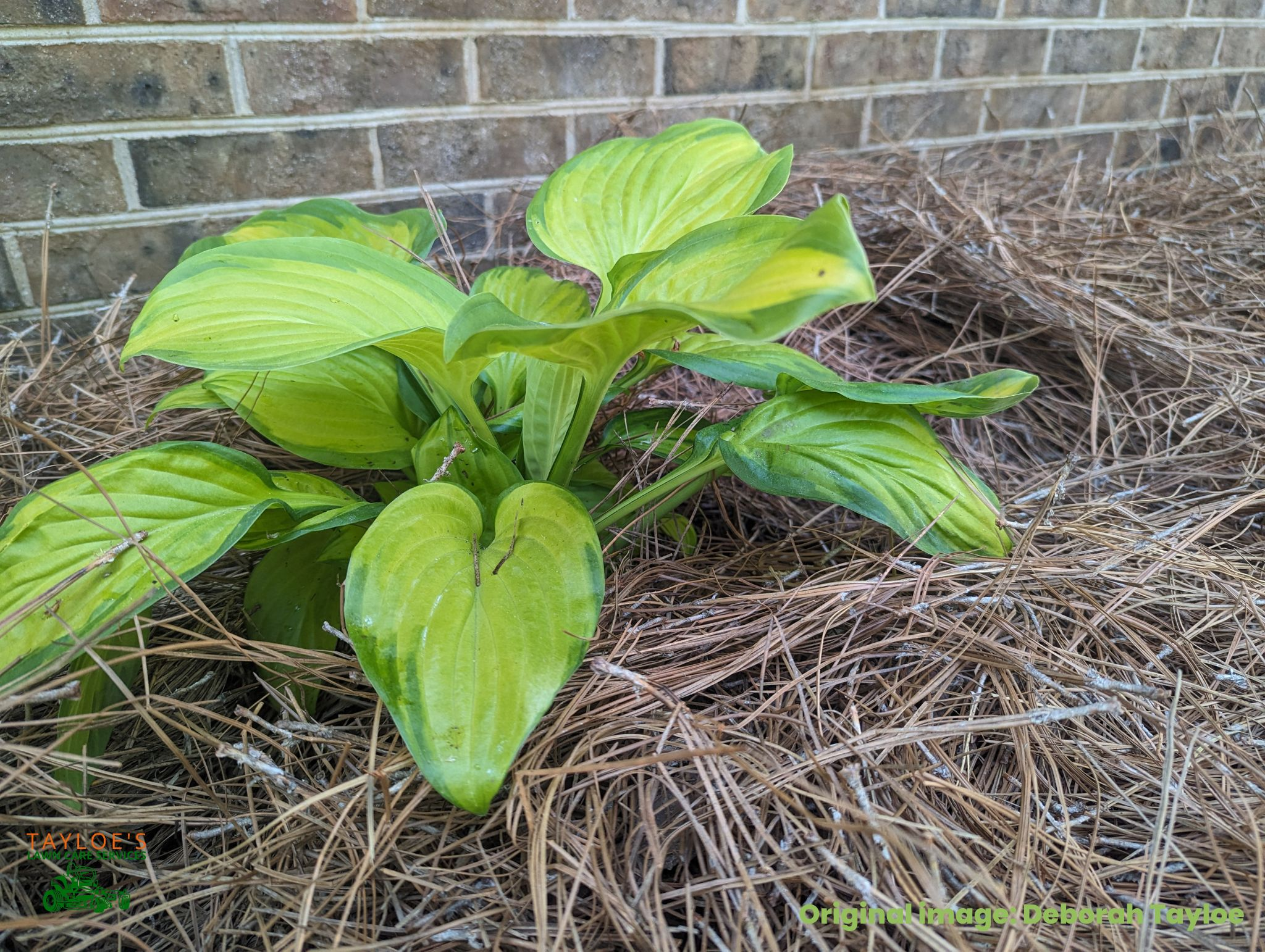 Hosta stained glass in the dry shade