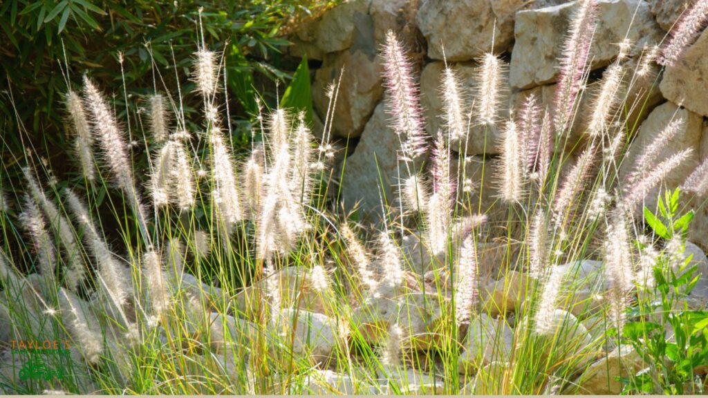 ornamental grasses fountain grass