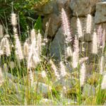 ornamental grasses fountain grass