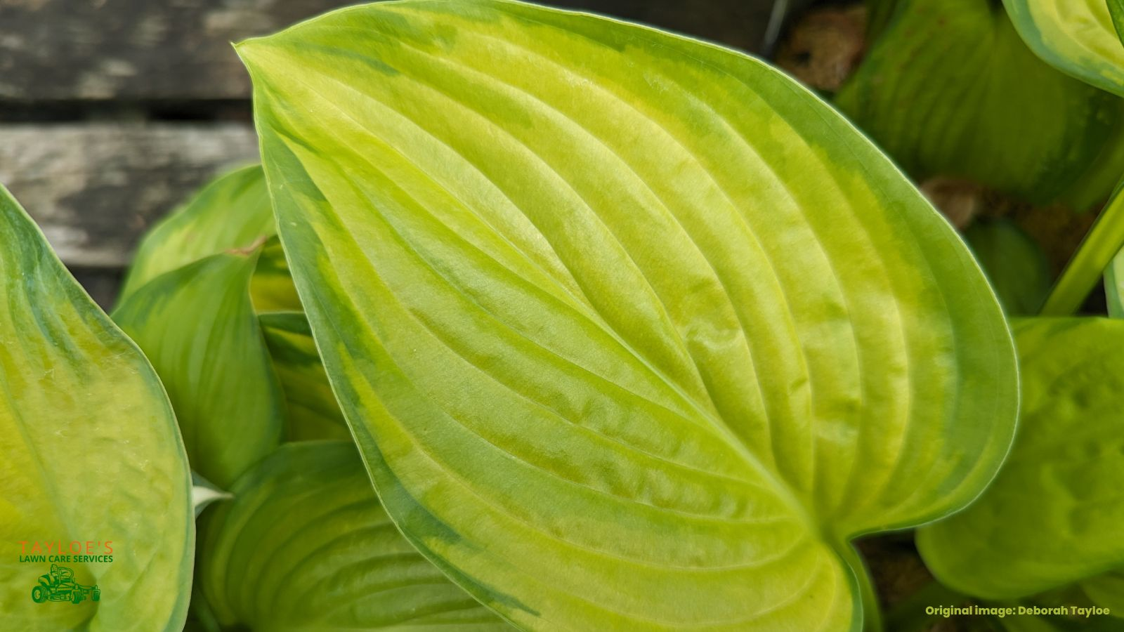 Stained glass hosta: spring to late summer perennials