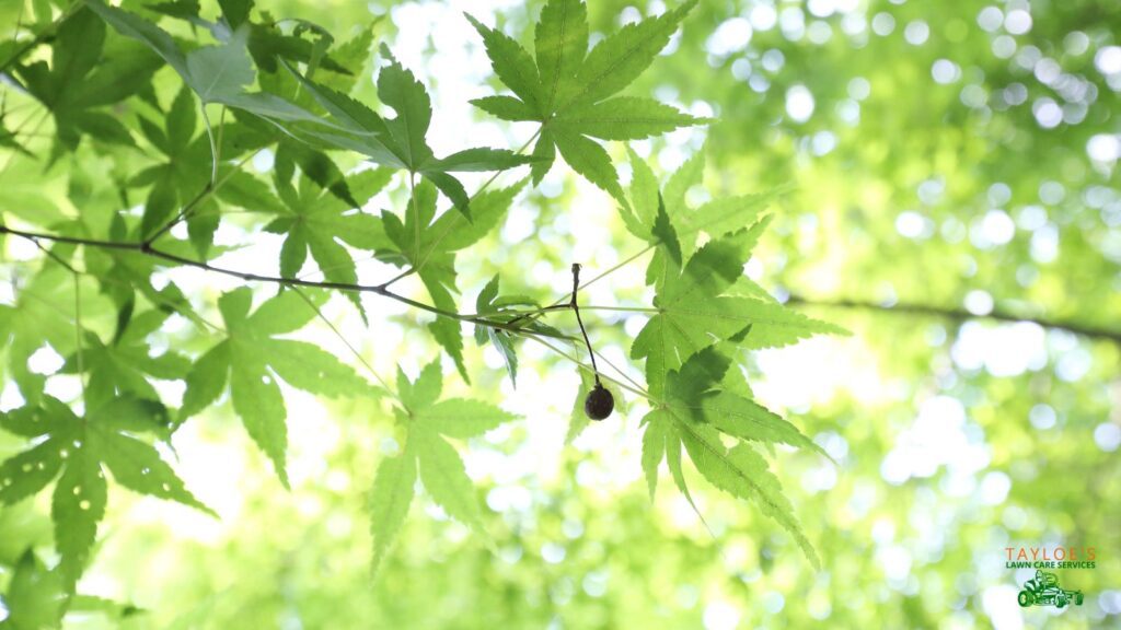 shade trees