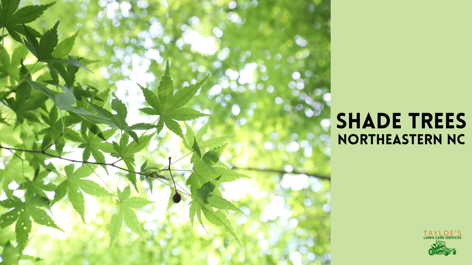 17 Best shade trees to plant in northeastern NC (zones 7b/8a) Tayloe's Lawn Care Services, LLC