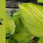 stained glass hosta