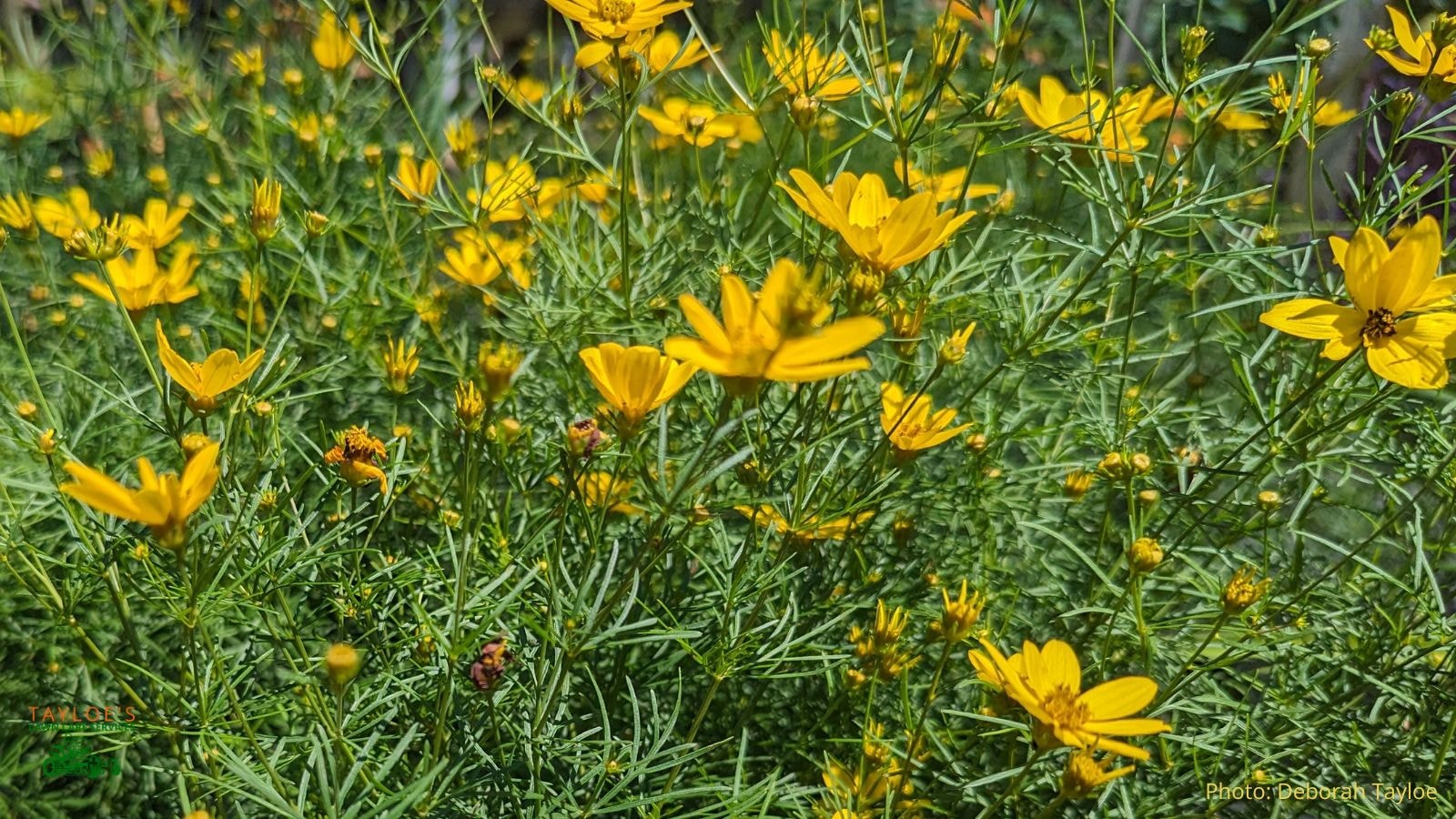 threadleaf coreopsis verticillata flowers bloom in dry soil from early to mid spring until fall