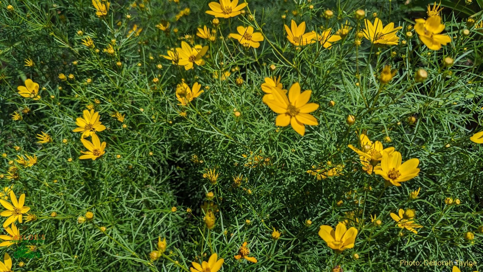 stems and flowers of deer resistant Coreopsis verticillata