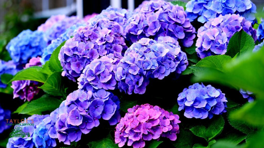 hydrangeas