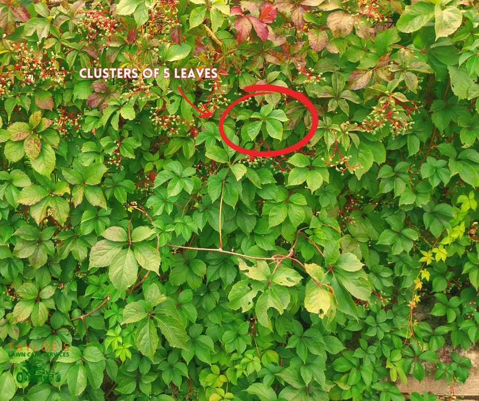 virginia creeper doesn't have the plant oil that causes poison ivy rash