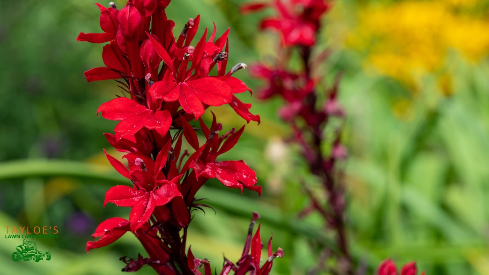 cardinal flower attract birds