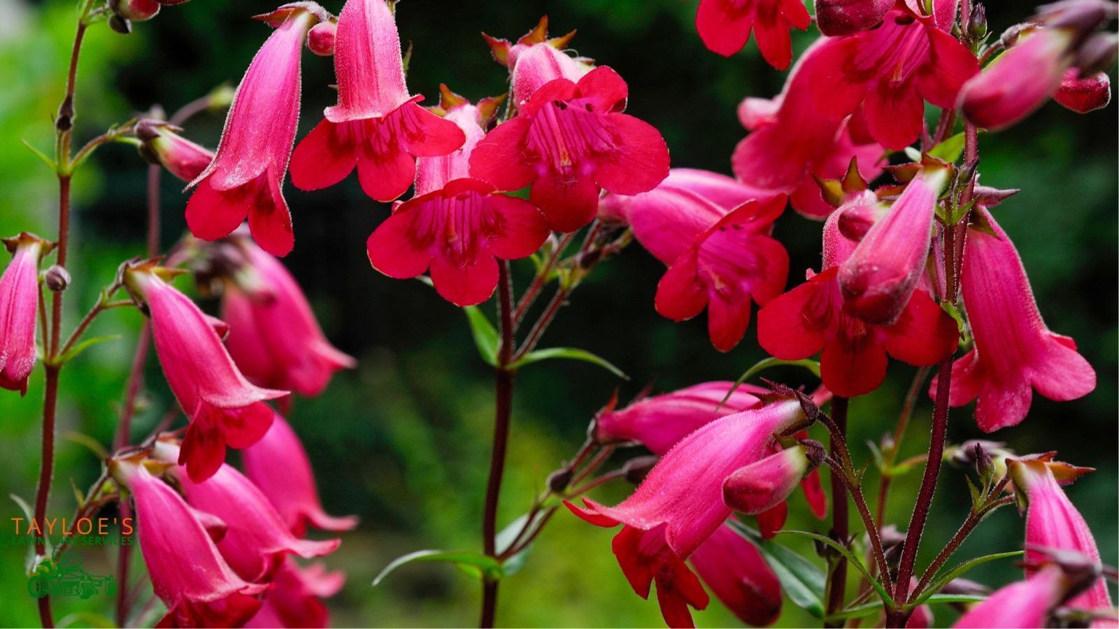 Plant Penstemon spp. near hummingbird feeders