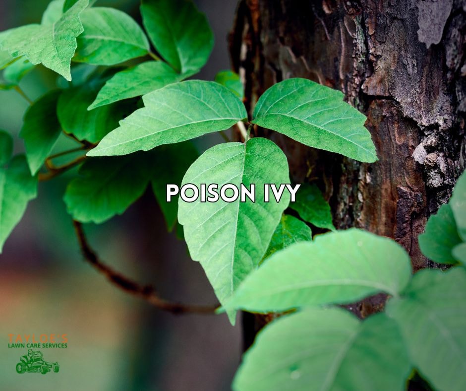 poison ivy leaves