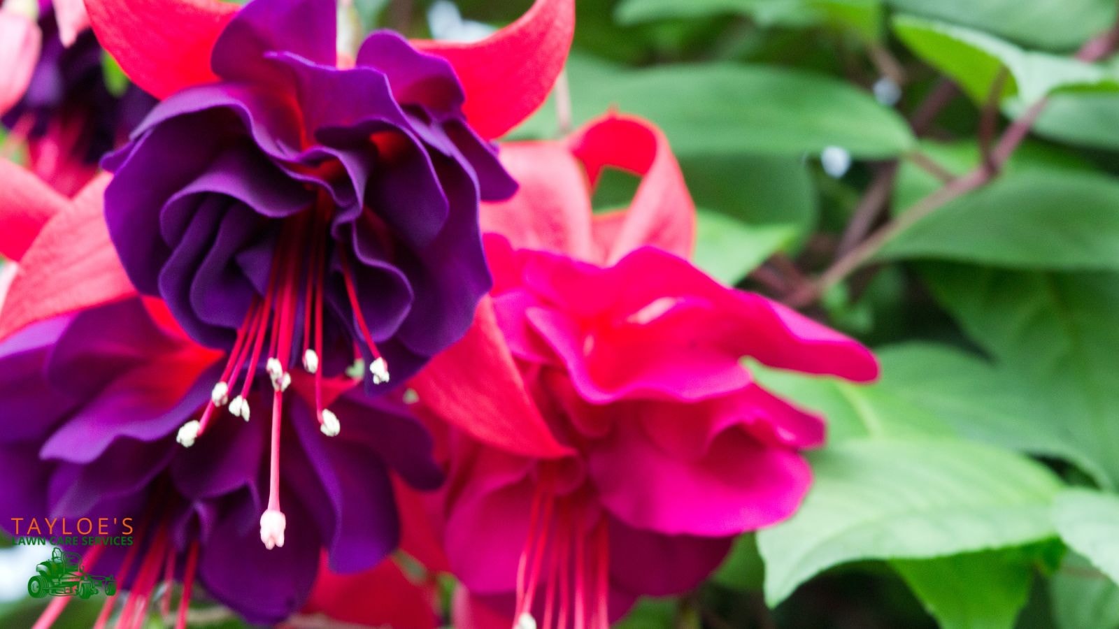 fuchsia attract hummingbirds