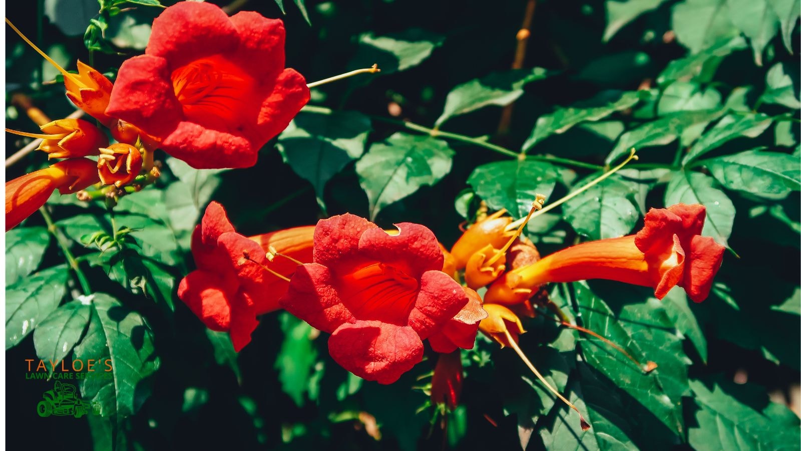 trumpet Vines for hummingbirds