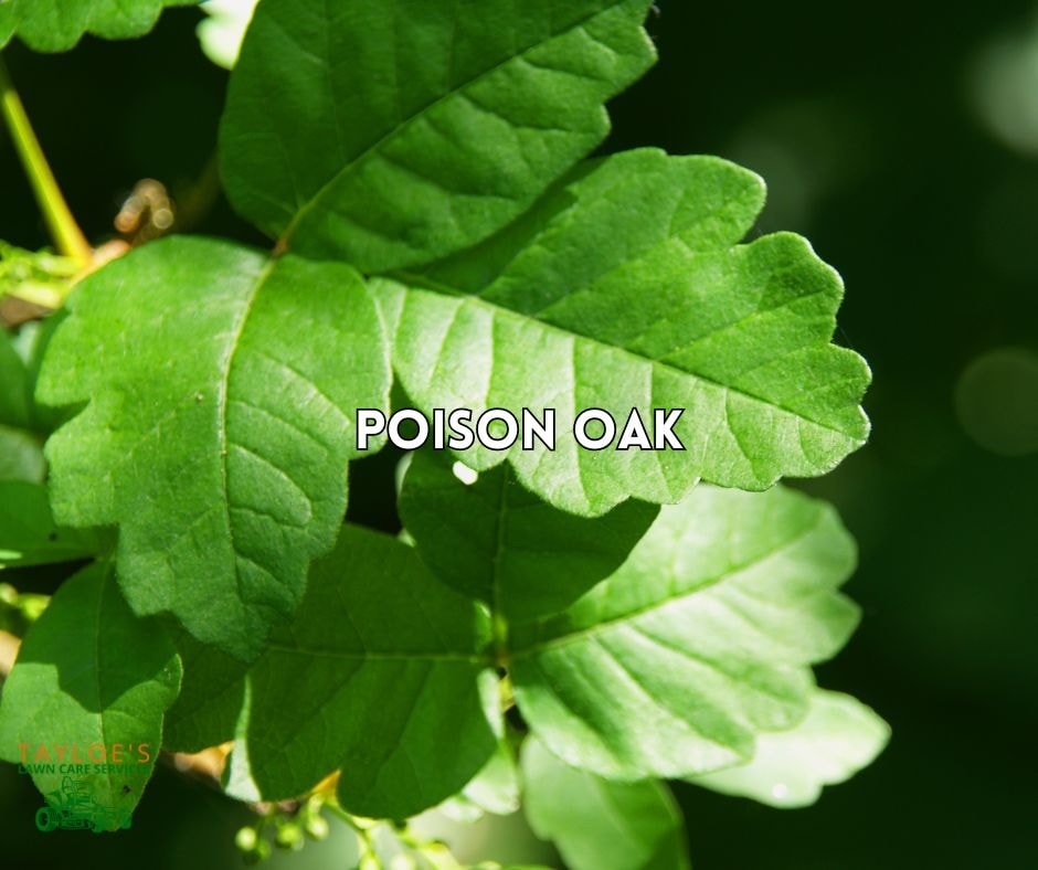 poison oak leaves