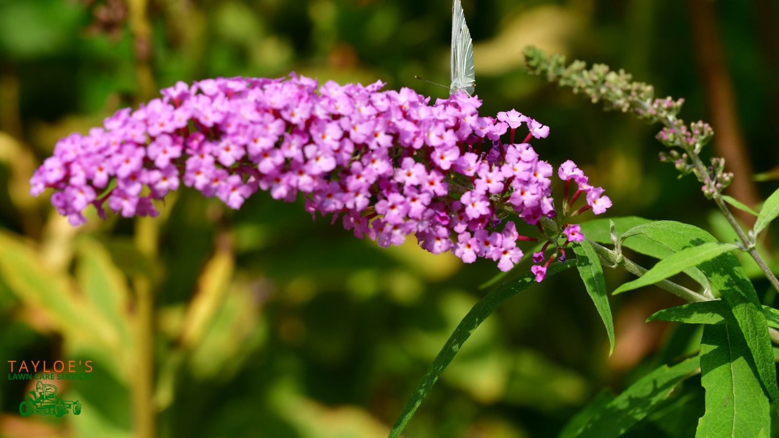 butterfly bush can complement hummingbird feeders