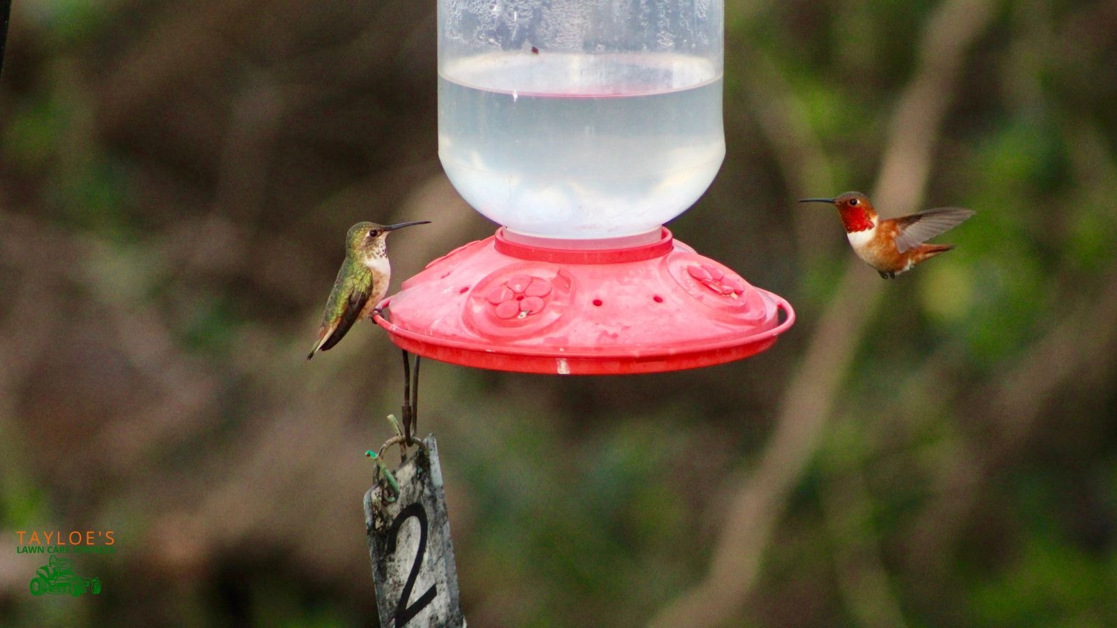 homemade hummingbird nectar recipe