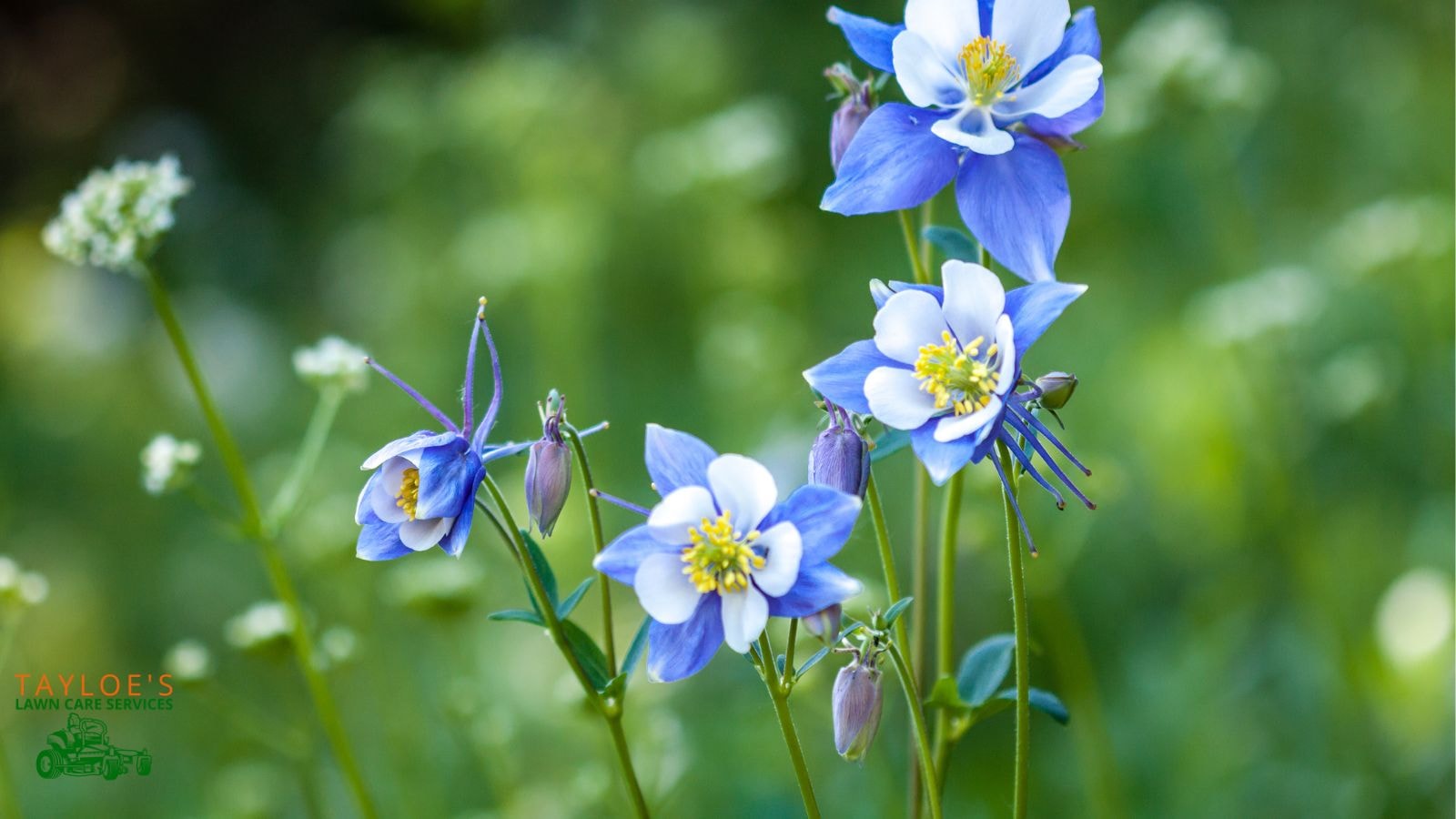 hummingbirds love columbine