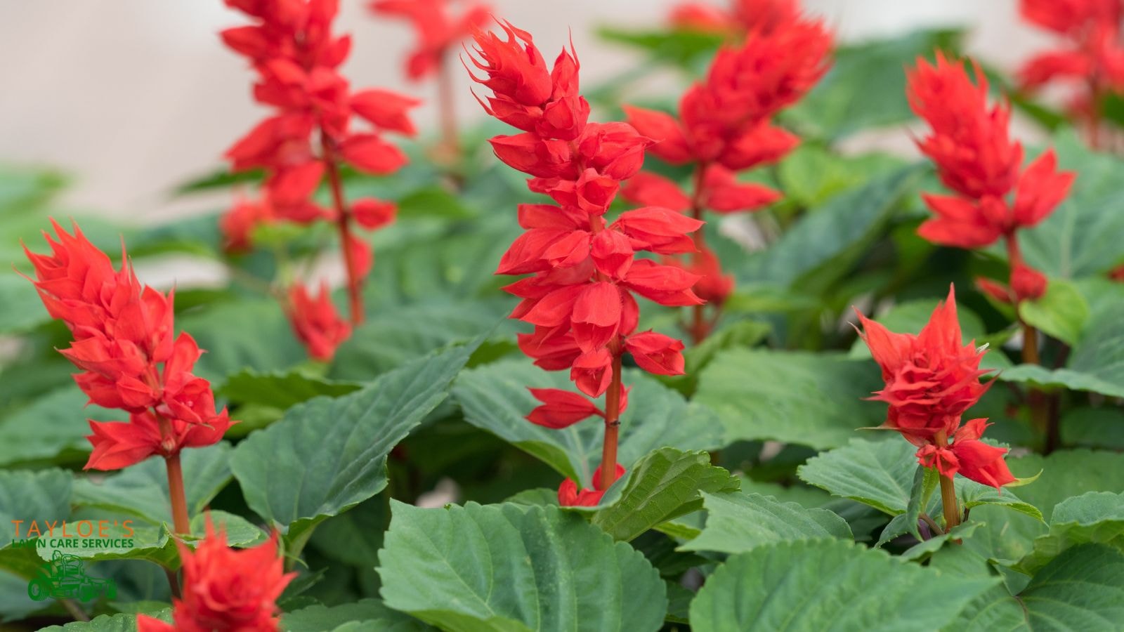 salvia: nature's hummingbird food