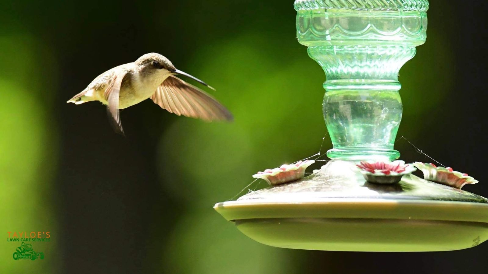 glass feeder for hummingbirds