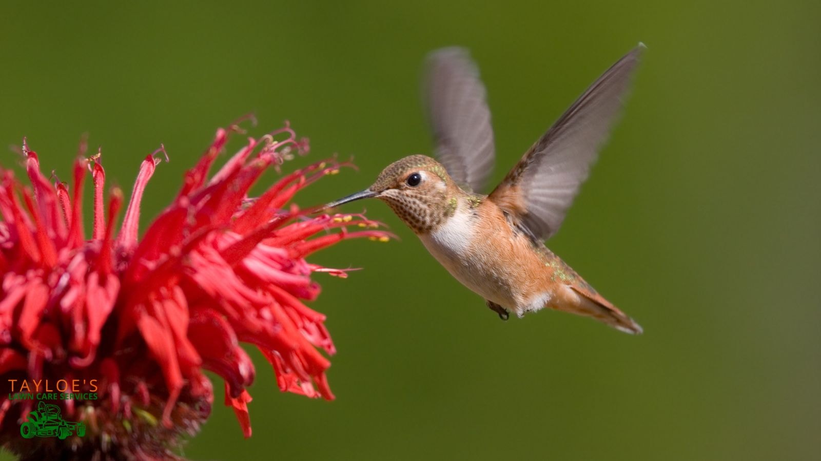 hummingbirds and more birds and pollinators enjoy bee balm