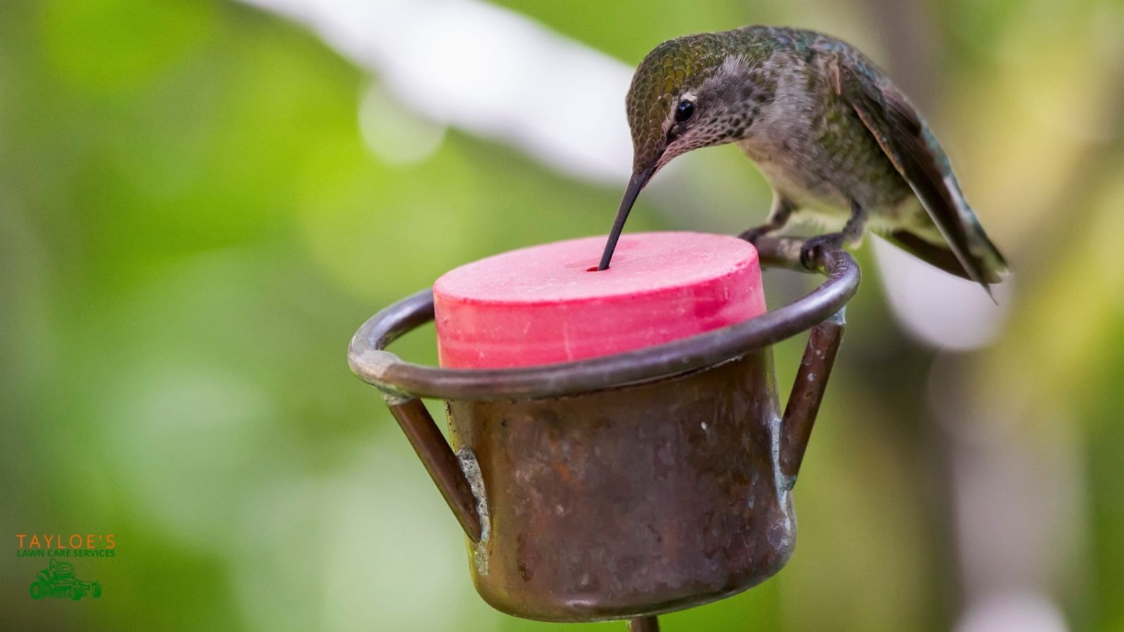 hummingbirds red feeder