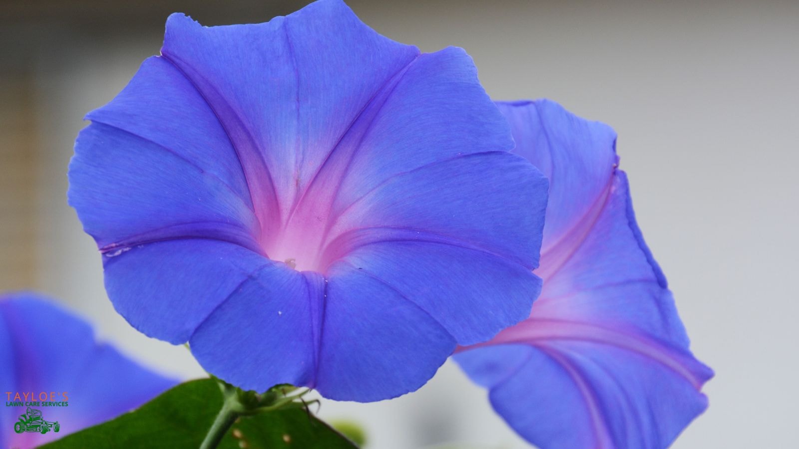 morning glory: sun lovers; long bloom time