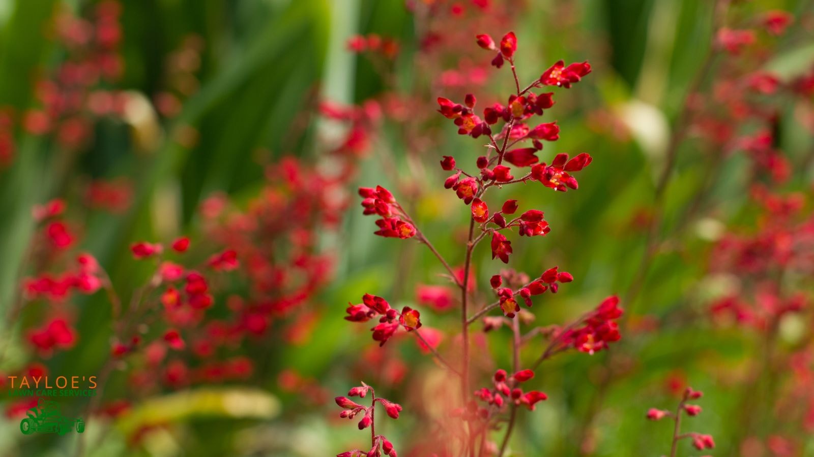 planting coral bells: Natural flowers that won't harm hummingbirds