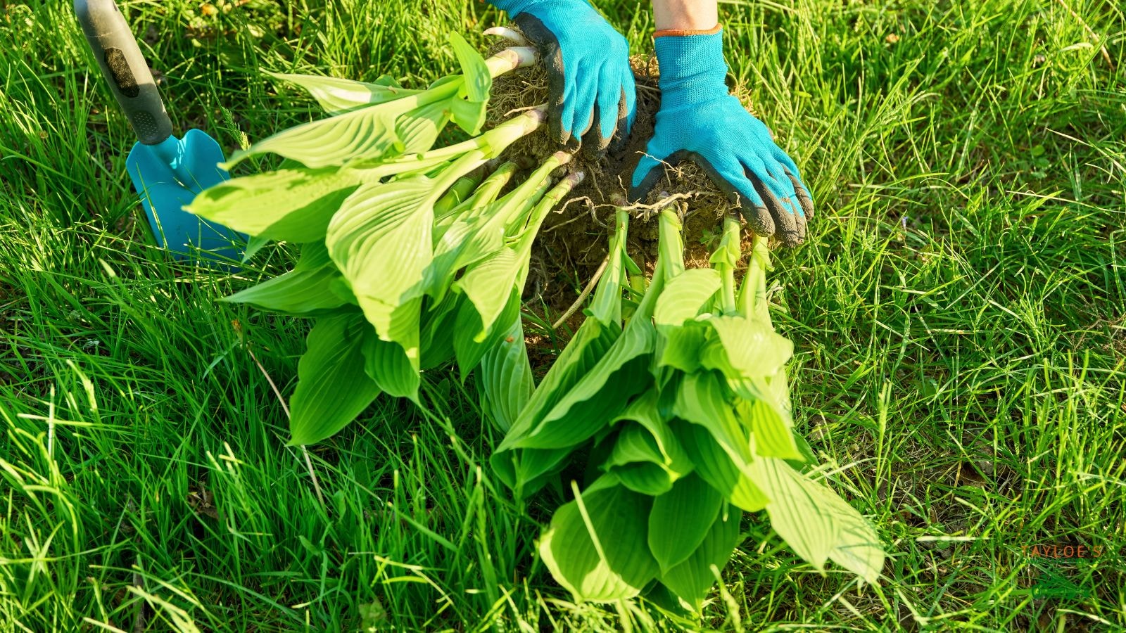 divide plants like hostas for more plants next year