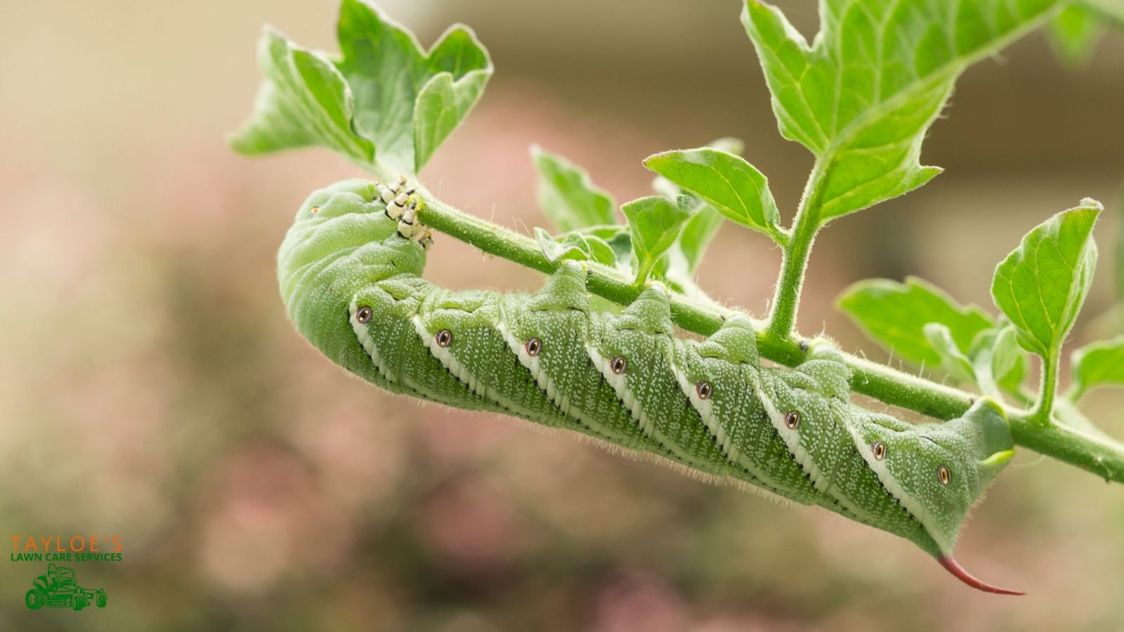 tomato worm